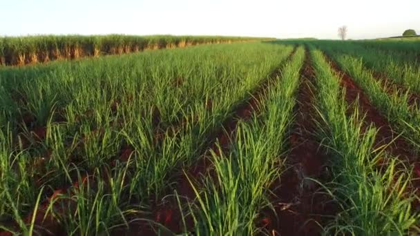 Récolte de canne à sucre par temps ensoleillé au Brésil - vue aérienne — Video