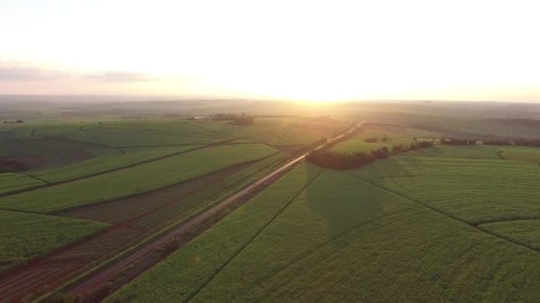 Cosecha de caña de azúcar en día soleado en Brasil - vista aérea — Vídeo de stock