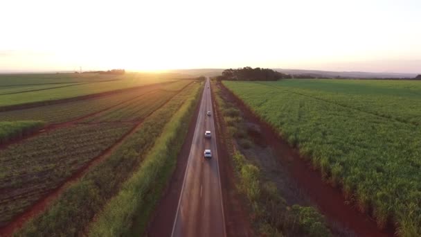 Cukornád aratás a napsütésben Brazíliában - légifelvételek