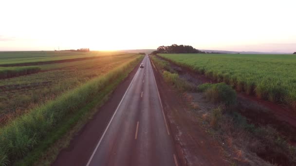 Cosecha de caña de azúcar en día soleado en Brasil - vista aérea — Vídeos de Stock