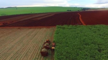 Şeker kamışı hasat güneşli gün içinde Brezilya - havadan görünümü - Canavial