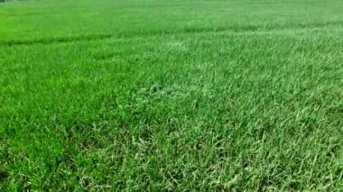 Güneşli bir günde Brezilya'da büyüyen şeker kamışı ekimi.