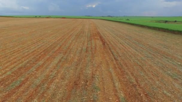 Plantacja trzciny cukrowej w słoneczny dzień w Brazylii - widok z lotu ptaka — Wideo stockowe