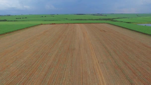 Plantacja trzciny cukrowej w słoneczny dzień w Brazylii - widok z lotu ptaka — Wideo stockowe