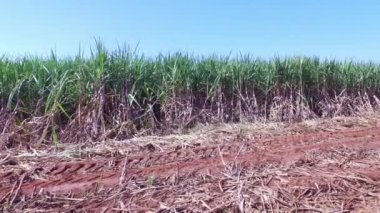 Güneşli bir günde Brezilya'da büyüyen şeker kamışı ekimi