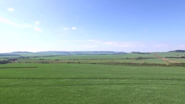 Piantagione di canna da zucchero che cresce nella giornata di sole in Brasile. Canaviale — Video Stock