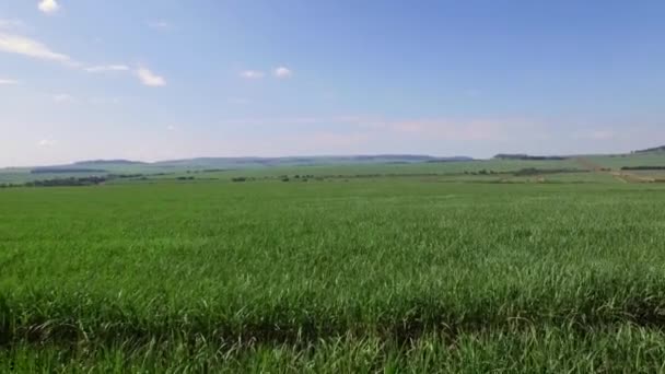 Plantação de cana-de-açúcar crescendo em dia ensolarado no Brasil . — Vídeo de Stock