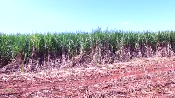 Plantação de cana-de-açúcar crescendo em dia ensolarado no Brasil . — Vídeo de Stock