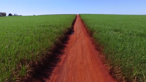 Plantação de cana-de-açúcar em dia ensolarado no Brasil - vista aérea - Canavial — Vídeo de Stock