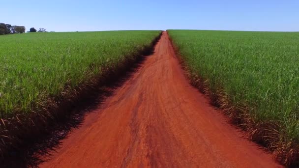 Plantación de caña de azúcar en día soleado en Brasil - vista aérea - Canavial — Vídeo de stock