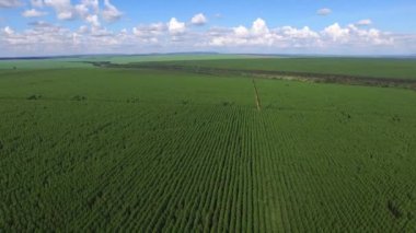 Şeker kamışı plantasyon içinde güneşli bir günde Brezilya - havadan görünümü - Canavial