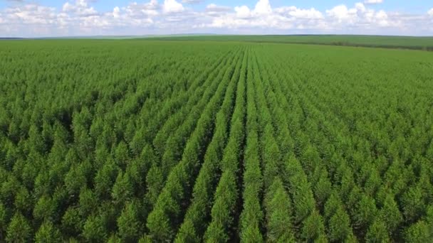 Eucalyptus oogst - luchtfoto in Brazilië — Stockvideo