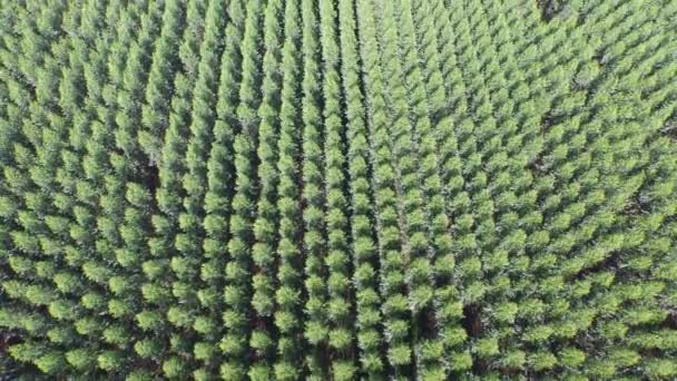 Eukalyptusernte bei sonnigem Wetter - Luftaufnahme in Brasilien — Stockvideo