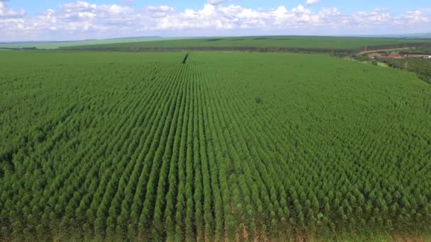 Eucalyptus skörden i solig dag - Flygfoto i Brasilien — Stockvideo