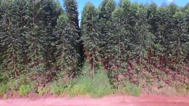 Récolte d'eucalyptus par temps ensoleillé - Vue aérienne au Brésil — Video