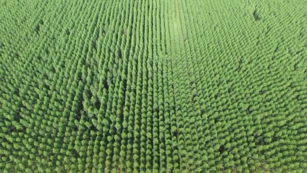Colheita de eucaliptos em dia ensolarado - Vista aérea no Brasil — Vídeo de Stock