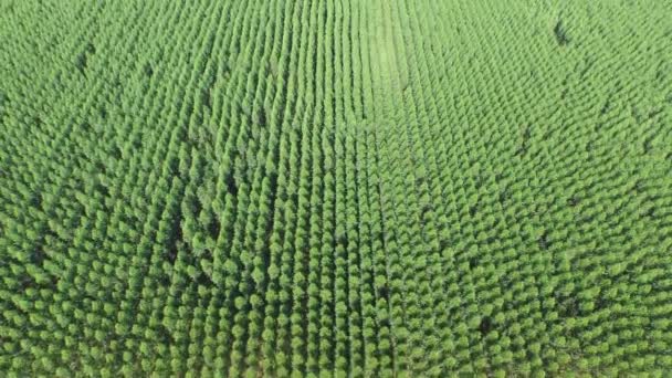 Récolte d'eucalyptus par temps ensoleillé - Vue aérienne au Brésil — Video