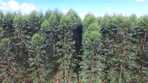 Eucalyptus oogst in zonnige dag - luchtfoto in Brazilië — Stockvideo