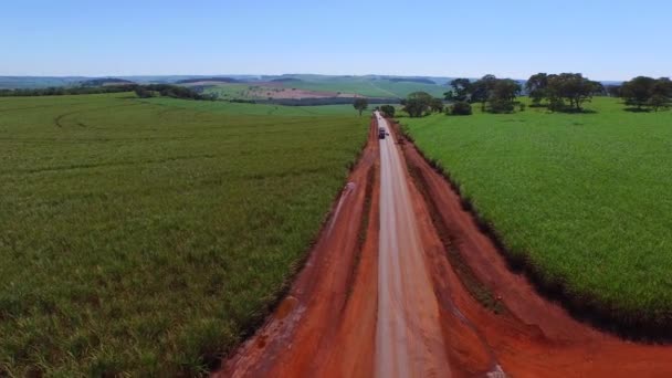 Aerial video of sugar cane planting in Brazil - canavial — Stock Video