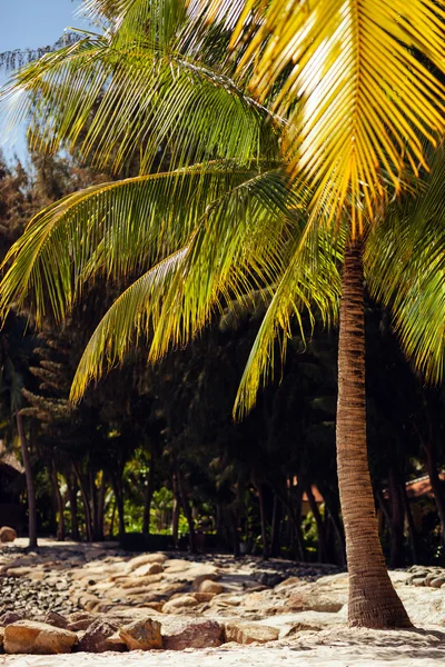 Beach resort met tropische palmen — Stockfoto