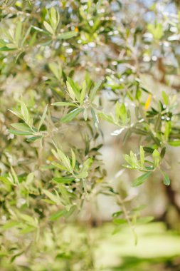 zeytin ağacının yaprakları