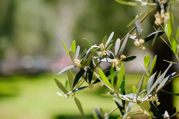 Оливковые цветы — стоковое фото