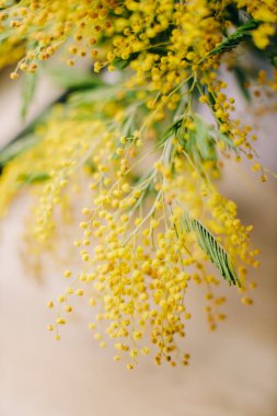 Sarı bahar çiçeği.