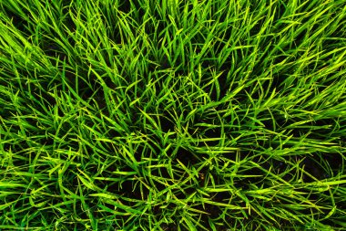 yeşil çimen dokusu arkaplanı