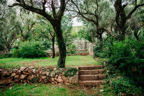 Parque verde con sendero y escalones — Foto de Stock