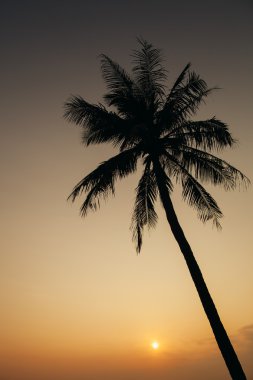 Günbatımı ile palm silüeti