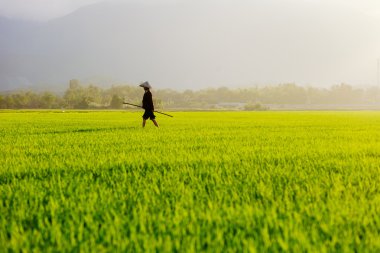 Vietnam pirinç alanında çalışan kadın
