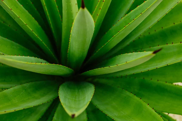 Зеленый свежий фон агавы — стоковое фото