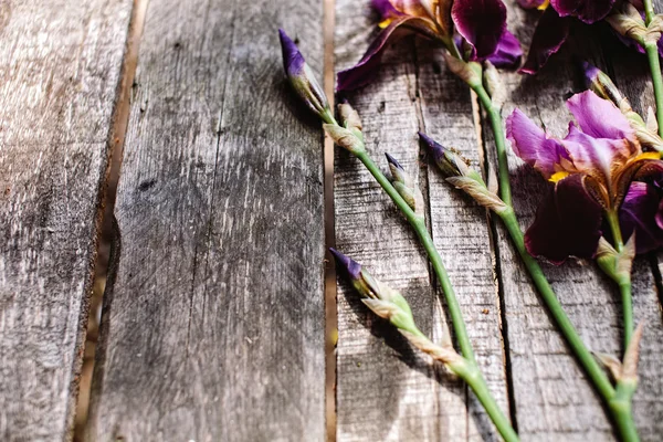 Myke fiolette iriser blomster på trebord – stockfoto