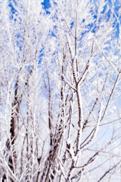Zmrzlé stromy makro — Stock fotografie