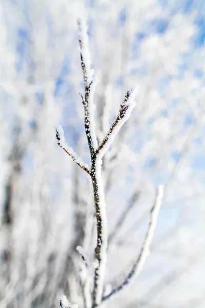 Bevroren bomen macro — Stockfoto