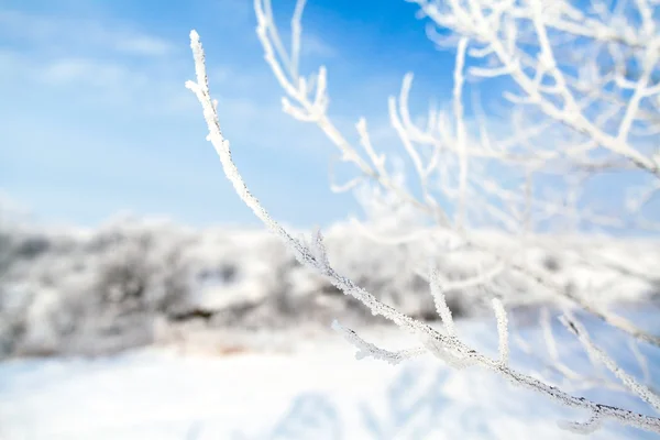 Frozen trees with cool blue winter sky — Stock Photo, Image
