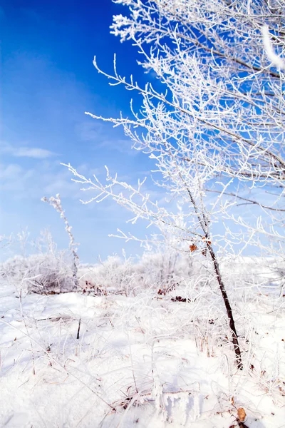 Zmrzlé stromy s cool blue zimní obloha — Stock fotografie