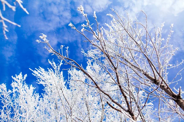 Zmrzlé stromy s cool blue zimní obloha — Stock fotografie