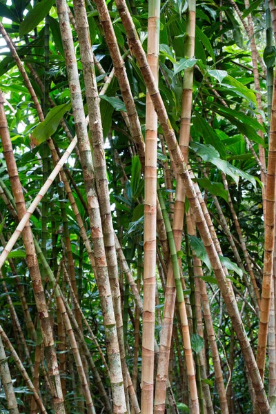 Gröna bambuskogen — Stockfoto