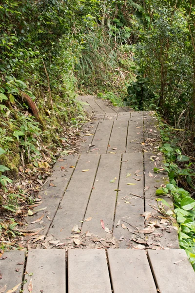 Jungle Trail v Havaji — Stock fotografie
