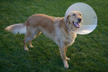 Koni ile Golden Retriever köpek