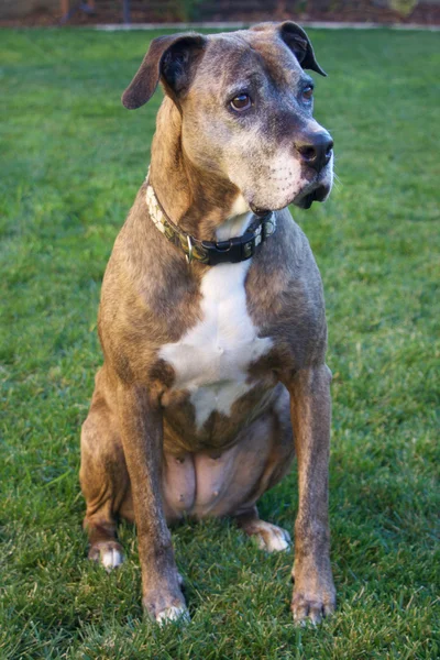 Trauriger brauner Boxerhund — Stockfoto