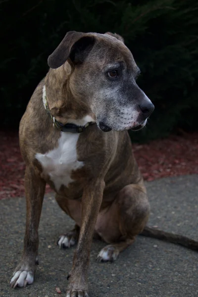 Trauriger brauner Boxerhund — Stockfoto