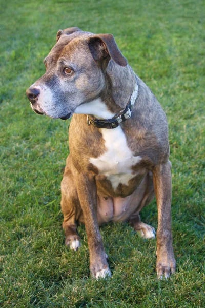 Triste perro boxeador marrón —  Fotos de Stock