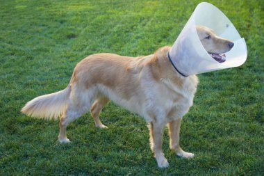 Koni ile Golden Retriever köpek