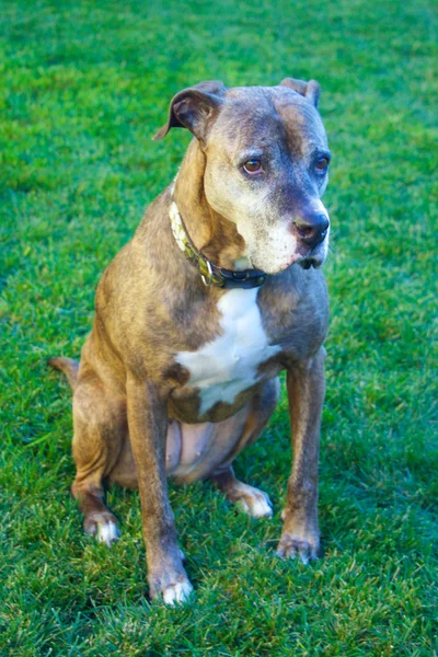 Trauriger brauner Boxerhund — Stockfoto