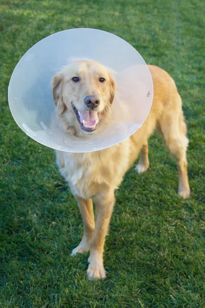 Золотистий ретрівер собака з конусом — стокове фото