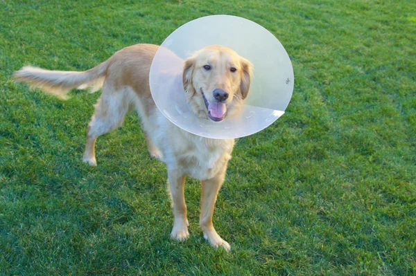 Golden Retriever perro con cono —  Fotos de Stock