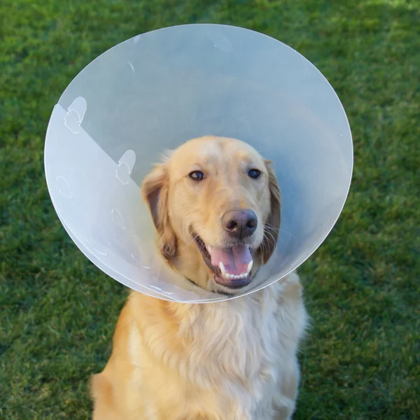 Golden Retriever Dog com Cone — Fotografia de Stock