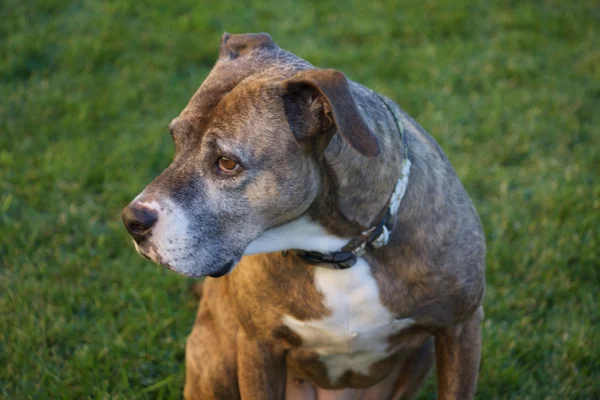 Trauriger brauner Boxerhund sitzt auf Gras — Stockfoto